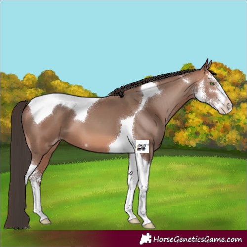 Horse Color:Sable Champagne Sabino Tobiano