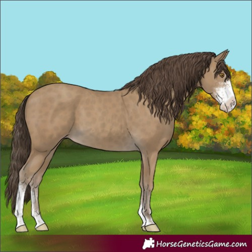 Horse Color:Classic Cream Champagne Sabino 