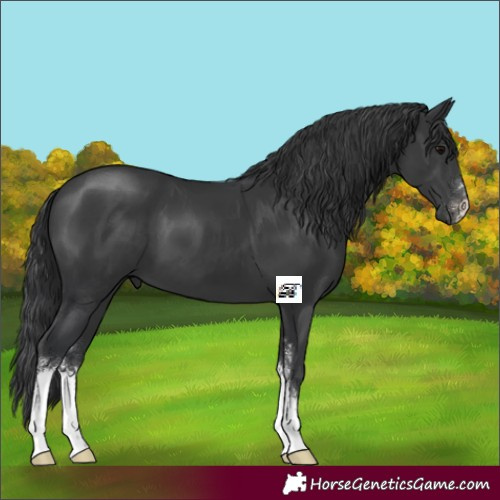 Horse Color:Black Sabino 
