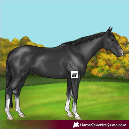 Horse Color:Black Sabino 