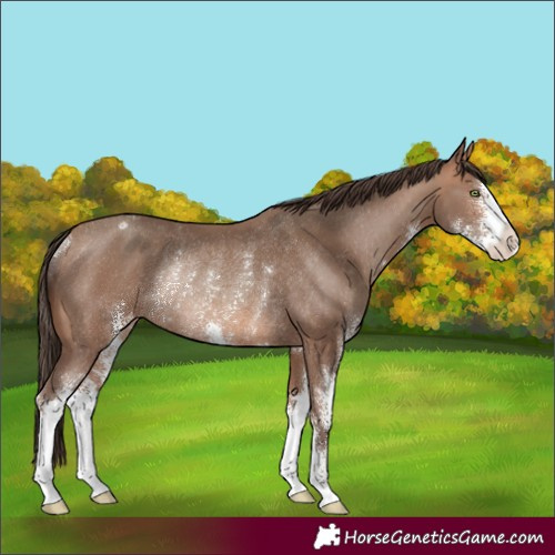 Horse Color:Sable Champagne Sabino Appaloosa Rabicano 
