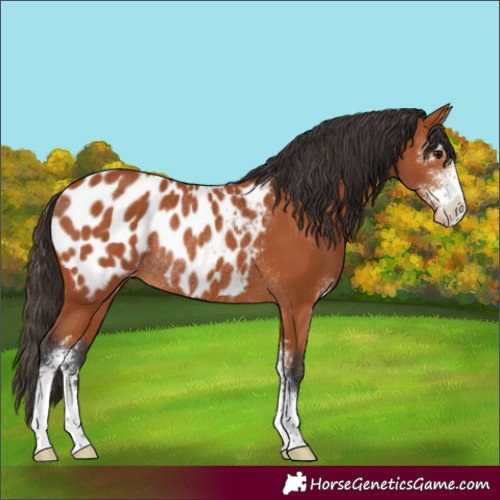 Horse Color:Bay Sabino Appaloosa Rabicano 