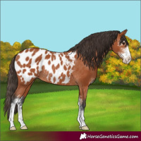 Horse Color:Bay Sabino Blanket Rabicano