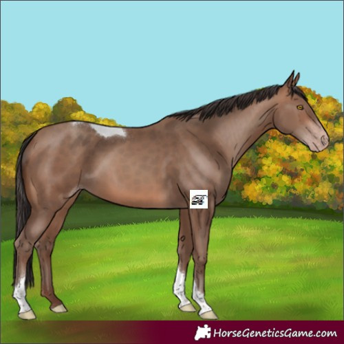 Horse Color:Sable Champagne Tobiano Rabicano