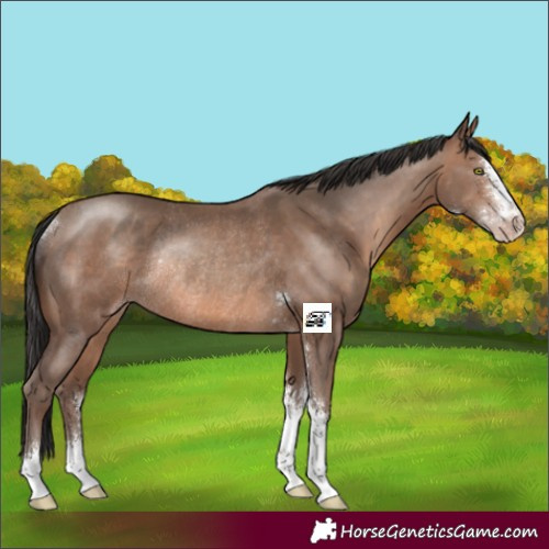 Horse Color:Sable Champagne Sabino Rabicano 