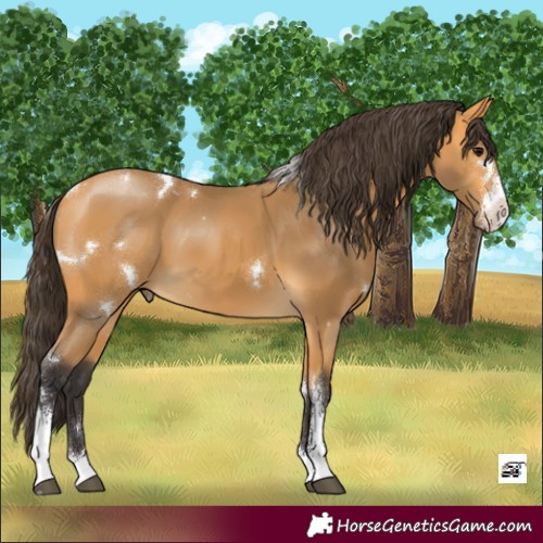 Horse Color:White Spotted Buckskin Sabino 