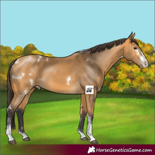 Horse Color:White Spotted Buckskin Sabino