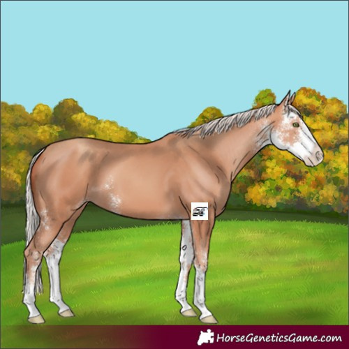 Horse Color:Silver Amber Champagne Sabino 