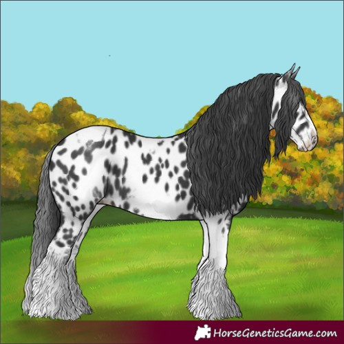 Horse Color:White Spotted Black Splash Tobiano Frame Appaloosa 