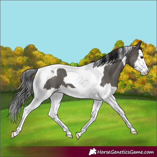 Horse Color:Grullo Splash Tobiano 