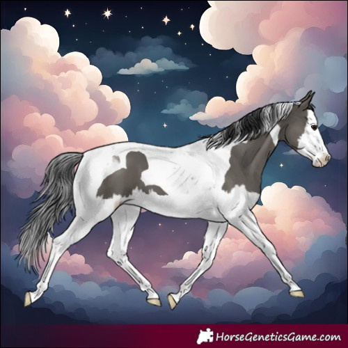 Horse Color:Grullo Splash Tobiano 