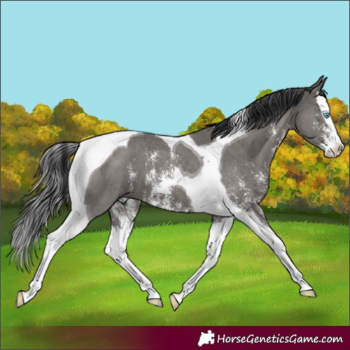 Horse Color:Grullo Sabino Splash Tobiano 