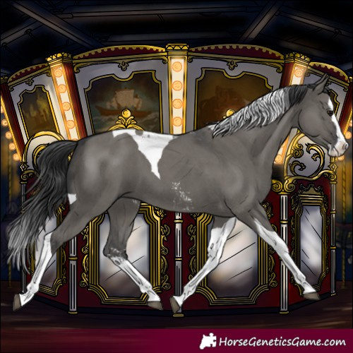 Horse Color:Grullo Sabino Splash Tobiano