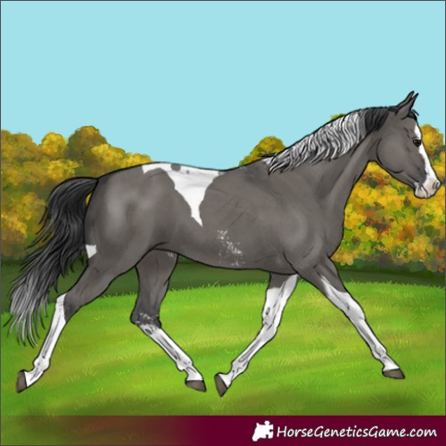 Horse Color:Grullo Sabino Splash Tobiano 