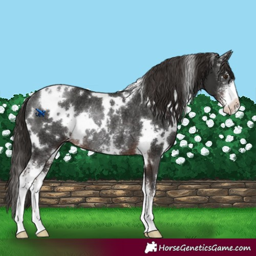 Horse Color:White Spotted Liver Chestnut Sabino Appaloosa Rabicano 