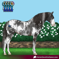 Horse Color:White Spotted Liver Chestnut Sabino Varnish Rabicano 