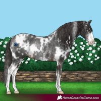 Horse Color:White Spotted Liver Chestnut Sabino Appaloosa Rabicano