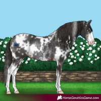 Horse Color:White Spotted Liver Chestnut Sabino Appaloosa Rabicano 