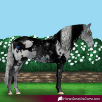 Horse Color:ERROR: UNKNOWN ANOMALY