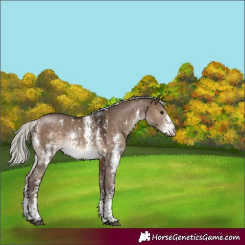 Horse Color:Silver Brown Dun Sabino Rabicano 
