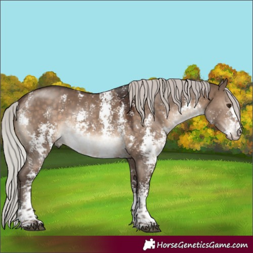 Horse Color:Silver Brown Dun Sabino Rabicano 
