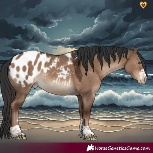 Horse Color:Liver Red Dun Appaloosa Rabicano