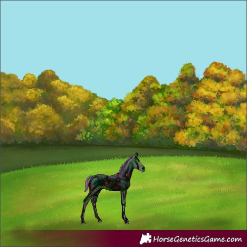 Horse Color:ERROR: UNKNOWN ANOMALY