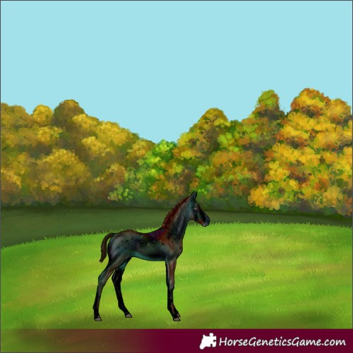 Horse Color:ERROR: UNKNOWN ANOMALY