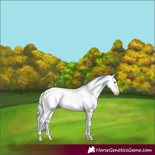 Horse Color:Watercolor Silver Buckskin Onyx Sabino 