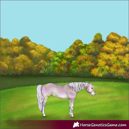 Horse Color:Watercolor Silver Buckskin Onyx Sabino