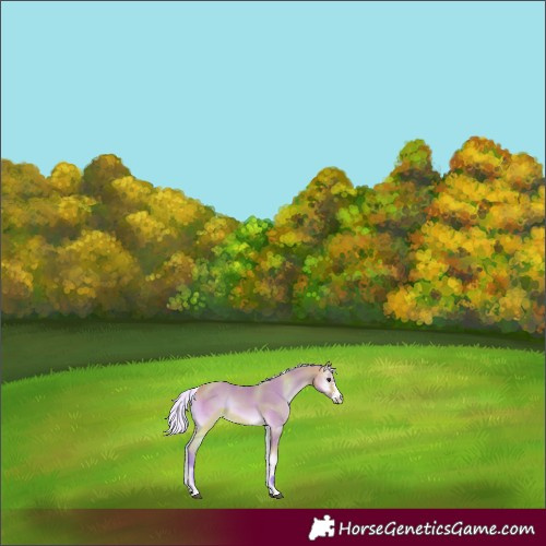 Horse Color:Watercolor Silver Buckskin Onyx Sabino 