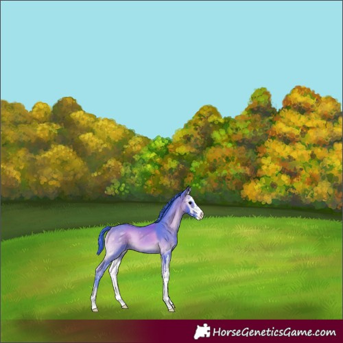 Horse Color:Watercolor Bay Onyx Sabino 