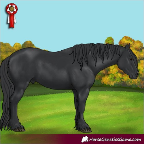 Horse Color:Black 