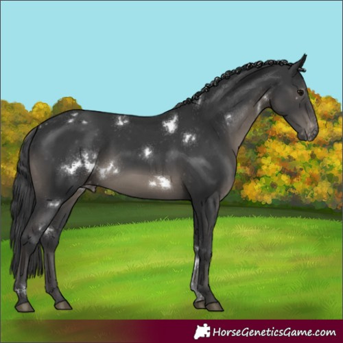 Horse Color:White Spotted Black Varnish Rabicano