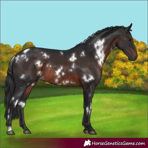 Horse Color:White Spotted Brown Rabicano 