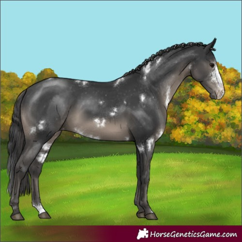 Horse Color:White Spotted Black Sabino Appaloosa Rabicano