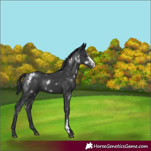 Horse Color:White Spotted Black Sabino Rabicano 