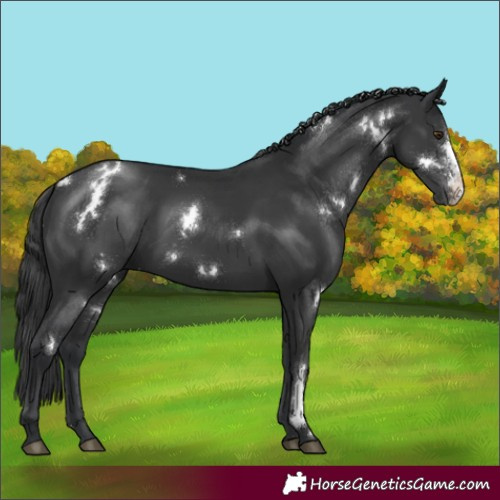 Horse Color:White Spotted Black Sabino Rabicano