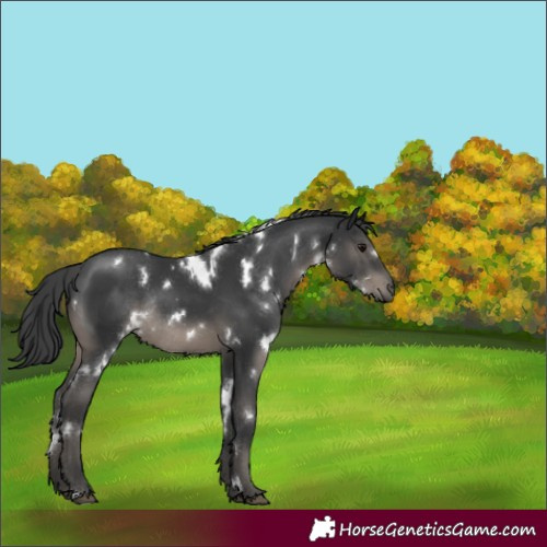 Horse Color:White Spotted Black Rabicano 