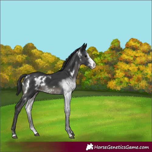 Horse Color:White Spotted Black Sabino Rabicano 