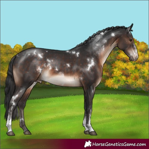 Horse Color:White Spotted Brown Sabino Appaloosa Rabicano 
