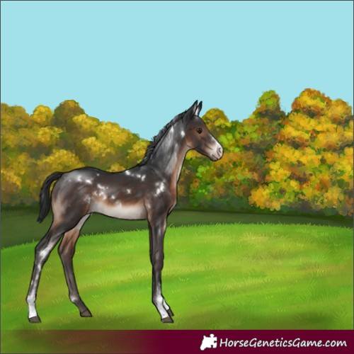 Horse Color:White Spotted Brown Sabino Appaloosa Rabicano 