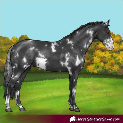 Horse Color:White Spotted Black Sabino Appaloosa Rabicano