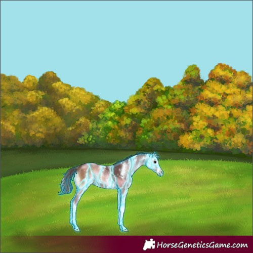 Horse Color:Thunderstruck Chocolate Brown Onyx Sabino 