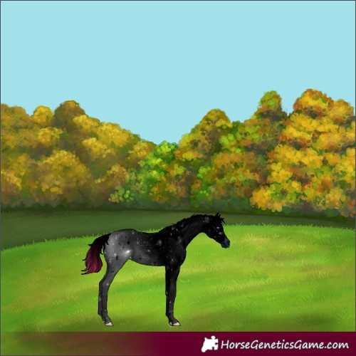 Horse Color:ERROR: UNKNOWN ANOMALY