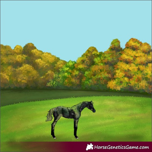 Horse Color:ERROR: UNKNOWN ANOMALY