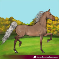 Horse Color:Silver Bay Dun 