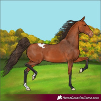 Horse Color:Bay Appaloosa