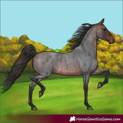 Horse Color:Bay Roan