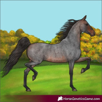 Horse Color:Bay Roan